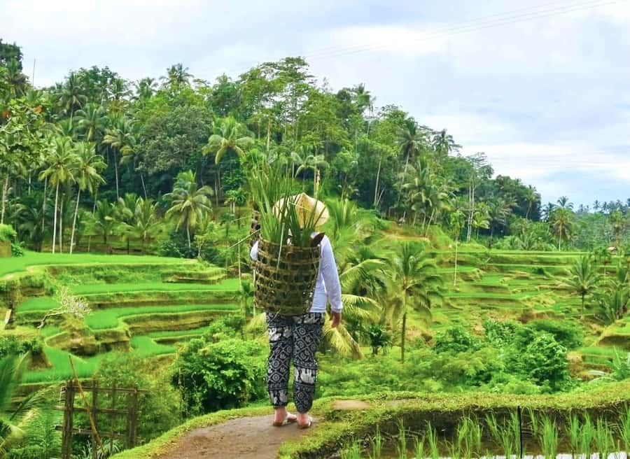 Ubud: Waterfalls, Sacred Monkey Forest & Rice Terraces Tour - Should you book this private Ubud tour?