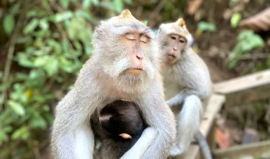 Ubud: Waterfalls, Sacred Monkey Forest & Rice Terraces Tour - Reading the terraces at Tegallalang