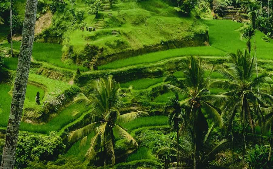 Ubud: Waterfalls, Sacred Monkey Forest & Rice Terraces Tour - Cooling off at Ulu Petanu Waterfall