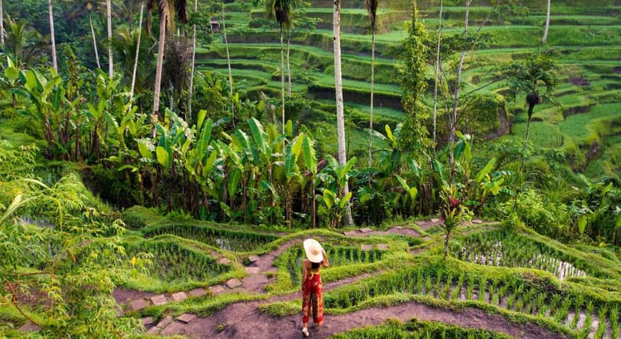 Ubud: Waterfalls, Temple & Rice Terraces Private Tour - Tirta Empul, a working temple from 962 AD