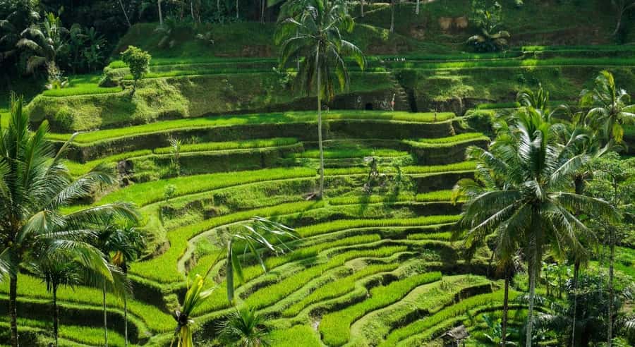 Ubud: Waterfalls, Temple & Rice Terraces Private Tour - What to pack for waterfalls, temples, and terraces