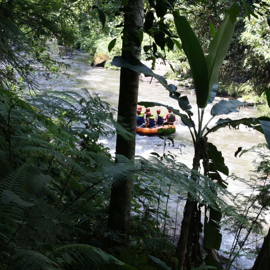 Ubud: White Water Rafting Adventure Tour - Jungle cliffs, waterfalls, and riverbank wildlife