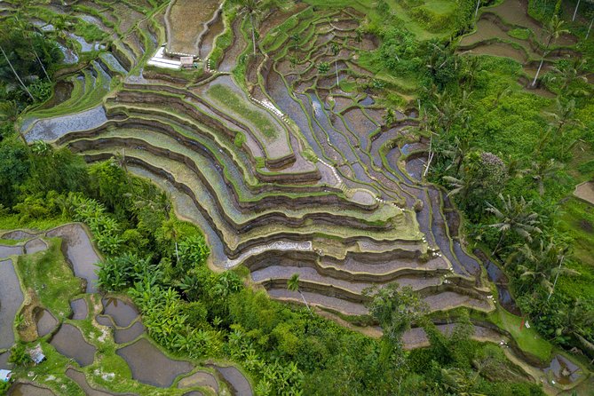 Ubud White Water Rafting, Rice Terrace and Jungle Swing - The coffee plantation stop adds a quieter break