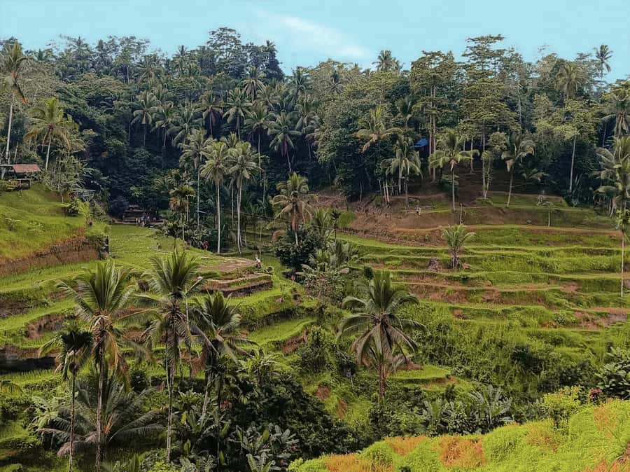 Ubud White Water Rafting with Lunch Included - Should you book Ubud White Water Rafting?