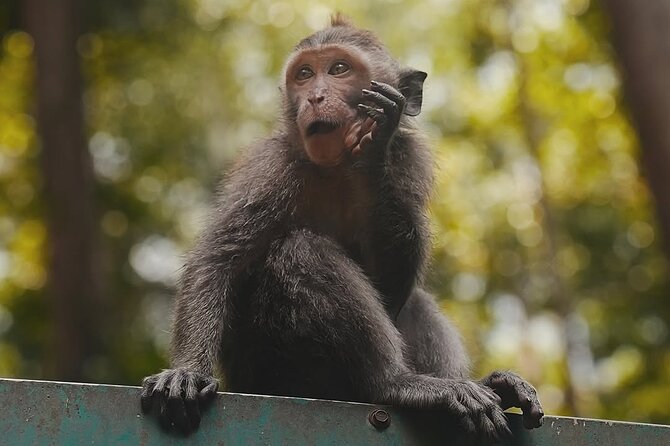 Ubud: White Water Rafting with visit Ubud Monkey Forest - Why this private Bali day works