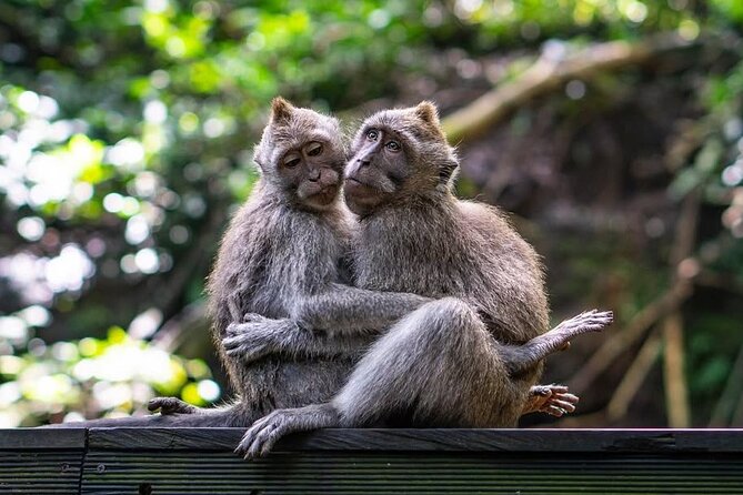 Ubud: White Water Rafting with visit Ubud Monkey Forest - Buffet lunch after the rafting