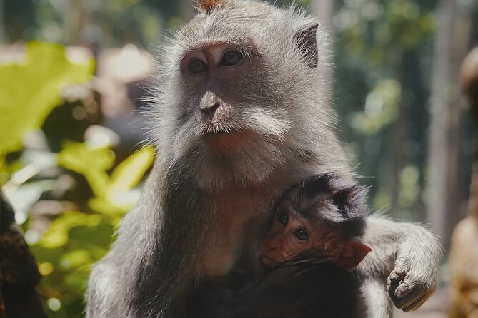 Ubud: White Water Rafting with visit Ubud Monkey Forest - Is $57.44 a fair price?