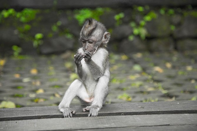 Ultimate Ubud - Starting with Luwak coffee and plantation tastings