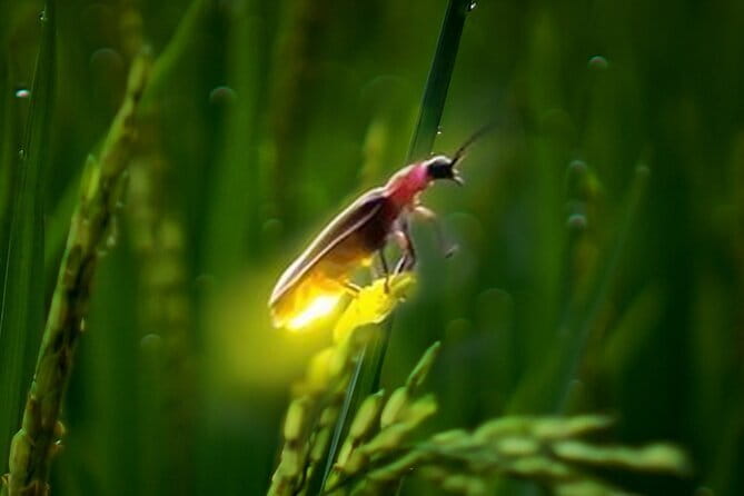 VIllage Firefly Night Tour - Ubud Bali - Is $45 a fair price?