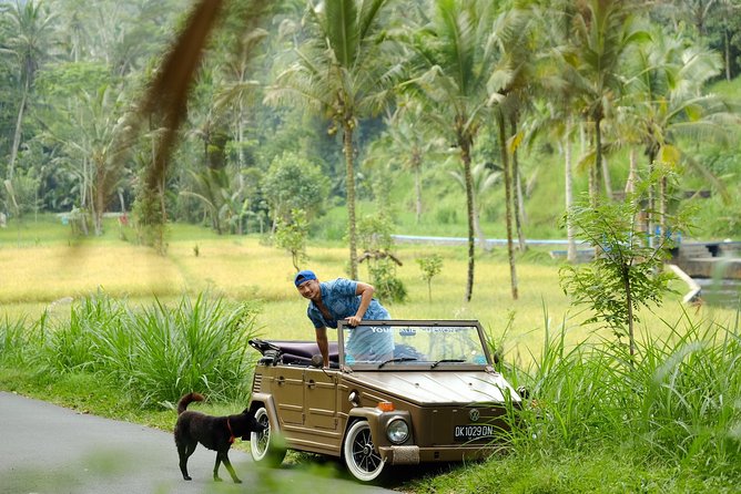 Visit Rice terrace, Beratan temple, waterfall by Vantage Volkswagen 181 - A Volkswagen 181 gives the day its character