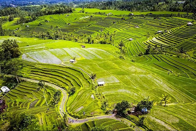 Visit Rice terrace, Beratan temple, waterfall by Vantage Volkswagen 181 - Private guiding is the real value