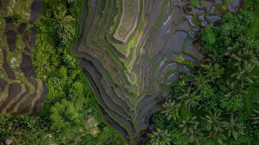Wanderlust birthday photo and video with drone and Editing - Aloha Ubud Swing: playful photos with an extra charge