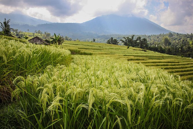 West Bali Tour: Taman Ayun, Ulun Danu Beratan, Jatiluwih Rice Terrace, Tanah Lot - What the private format is really worth
