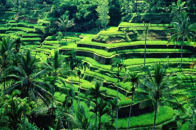 Wonderful Of Ubud Tours - A full day built around Ubud’s famous sights